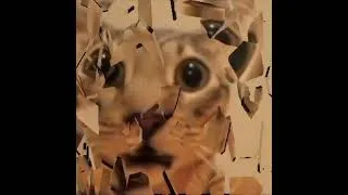 Thumbnail: insane cat appreciation post