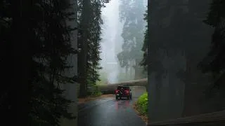 Thumbnail: This Is What Forest Therapy Feels Like 🌲🌧️