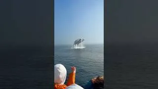 Thumbnail: Massive Whale Breach Out of Nowhere! 🐋🤯 #Shorts