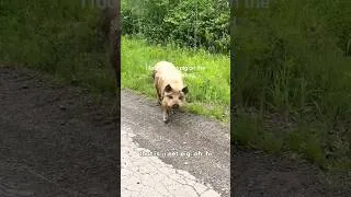 Thumbnail: Unexpected Animal Encounters #Animal#Encounter #Wildlife #NatureIsAmazing #AnimalFriends
