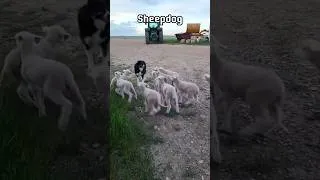 Thumbnail: Born to Be a Sheepdog Master 🐕#FYP #ViralAnimals #Amazing#Sheepdog#farm