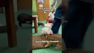 Thumbnail: The Funniest Little Pig Moments 🐷😂#FunnyPig#Piglet#CutePig#PigLife#FunnyAnimals