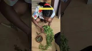 Thumbnail: Trying to rescue the trailing jade plant in my bedroom.