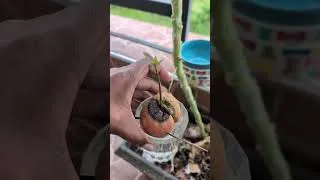 Thumbnail: saving the garden #herbgarden #plants #homegarden #garden #plantcare
