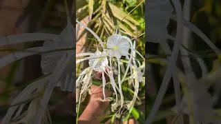 Thumbnail: Beach spider Lily flowers 🥰❤️