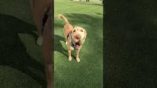 Thumbnail: Van-Life & Dog Parks....BALL!!! #shorts