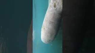 Thumbnail: Manatees!! Silver Spring FLORIDA #shorts