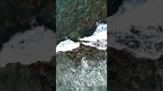 Thumbnail: SHARKS IN THE WATER...Bathtub Reef Beach, Stuart FLORIDA #shorts