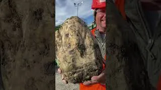 Thumbnail: Sugar Beet Harvest ~ I like Big Beets #shorts