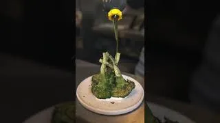 Thumbnail: Restaurant INO | Video Edited By OneForEdits