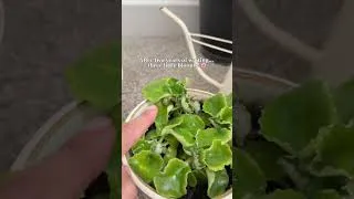 Thumbnail: 💜🌱 #subscribe #plantmom #flowers #flowerbloom #plantshort #explore #fyp #growingplants