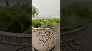 Thumbnail: 😮🪴 #subscribe #plantshorts #fyp #explore #africanviolet ￼#houseplants #plantmom #flowers