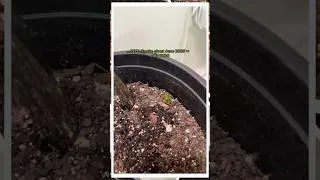 Thumbnail: 🪴🐍 #subscribe #snakeplant #houseplants #plantshorts #growingplants #fyp #explore