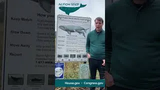 Thumbnail: Defend the Marine Mammal Protection Act • Whale Week Action Step