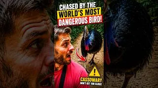Thumbnail: #cassowary «I CAME WAY TOO CLOSE TO THE WORLDS DEADLIEST BIRD» 🇦🇺 #australia 🔥 #travel #shorts