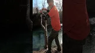 Thumbnail: Rock Bass?? In San Marcos River? #fishing #bass #shorts #river