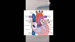 Thumbnail: Systolic and Diastolic Blood Pressure | #Shorts