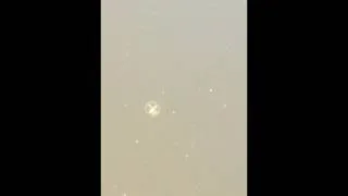 Thumbnail: Freshwater jellyfish in Lake Talon Sept 5 2016