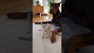 Thumbnail: I can not handle cuteness Aahh #dog #kitten #cutecat