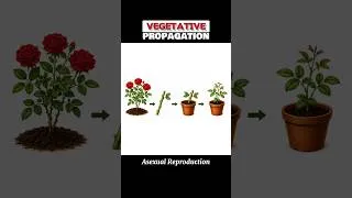Thumbnail: VEGETATIVE PROPAGATION #vegetativepropagation || WHAT IS VEGETATIVE STATE IN PLANTS #shorts#viral