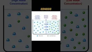 Thumbnail: OSMOSIS #osmosis WHAT IS OSMOSIS #shorts#viral#trending