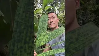Thumbnail: Botanical Tour in Bangkok With 2 Lovely People - Live With Plants