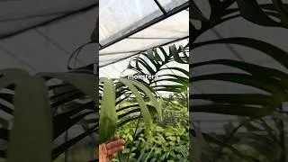 Thumbnail: Unusual Monstera croatii