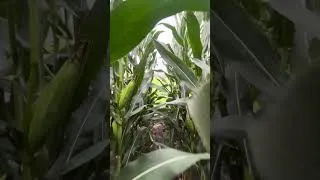 Thumbnail: POV: You’re walking out of the corn field onto the Field of Dreams used in the movie. 🌽