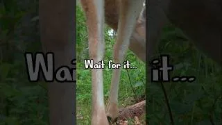 Thumbnail: Squirrel Between the Deer's Legs #deer #squirrel #wildlife