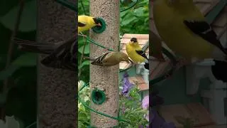Thumbnail: Goldfinches Gather Around the Bird Feeder #birdfeeder #birdfeedercamera #cattv