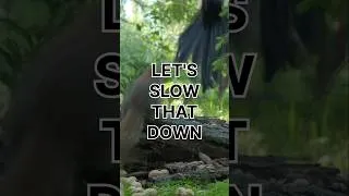 Thumbnail: Crazy Squirrel #squirrel #funnyanimals #cattv