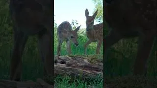 Thumbnail: Twin Fawns Play in the Meadow #fawn #deer #wildlife