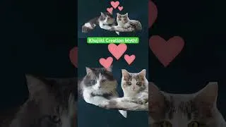 Thumbnail: The Khajiiti Myth, as represented by my friends cats #cat #funny #story #elderscrolls #khajiit