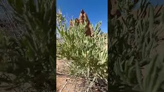 Thumbnail: Everything to See in Capitol Reef in One Day