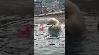 Thumbnail: Furry Polar Bear Plays With Toys In His Pool