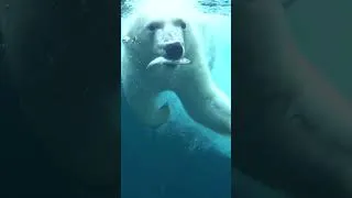Thumbnail: Polar Bear Dives For Fish #bear #polarbear #oregonzoo #animals
