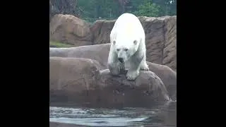 Thumbnail: How To Help On Endangered Species Day
