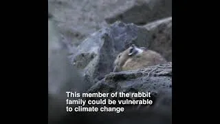 Thumbnail: Find Squeaky Pikas In The Columbia River Gorge