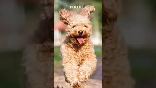 Thumbnail: Best Dog Breeds for Working Professionals -  #shorts #dogs