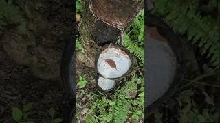Thumbnail: rubber tree