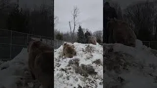 Thumbnail: Jim created a huge mound of snow for the bears to play on!