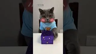Thumbnail: Oscar the Magician is back!#funnycat #catmemes #trending