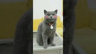 Thumbnail: Litter Box Magic😻: Enjoying Comfort And Health Like Never Before!🌟 #purrsong #catmemes #trending
