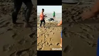 Thumbnail: Tortoise released back to ocean by Moroccan #viral