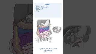 Thumbnail: Anatomy of the Abdominal Viscera: Foregut, Midgut, Hindgut