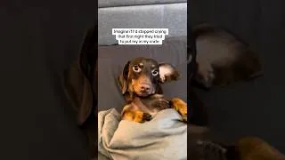 Thumbnail: Imagine if I didn’t cry in my crate the first night 😂 #dachshund #sausagedog #dog