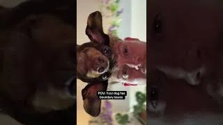 Thumbnail: POV: Your dog had boundary issues
