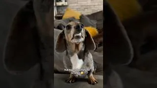 Thumbnail: Dachshund looks aggressive when smiling