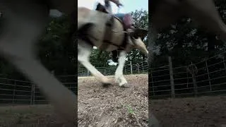 Thumbnail: Lead rope ONLY