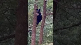Thumbnail: He was in my front yard!!! Wow!